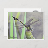 Golden Flangetail Briefkaart (Voorkant / Achterkant)