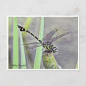 Golden Flangetail Briefkaart (Voorkant)