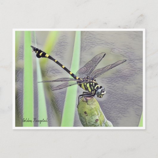 Golden Flangetail Briefkaart (Voorkant)