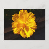 Golden Flower Macro-fotografie Briefkaart (Voorkant)