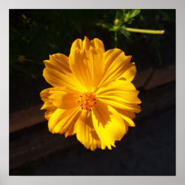 Golden Flower Macro-fotografie Poster