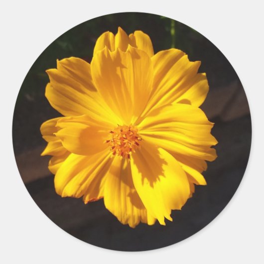 Golden Flower Macro-fotografie Ronde Sticker (Voorkant)