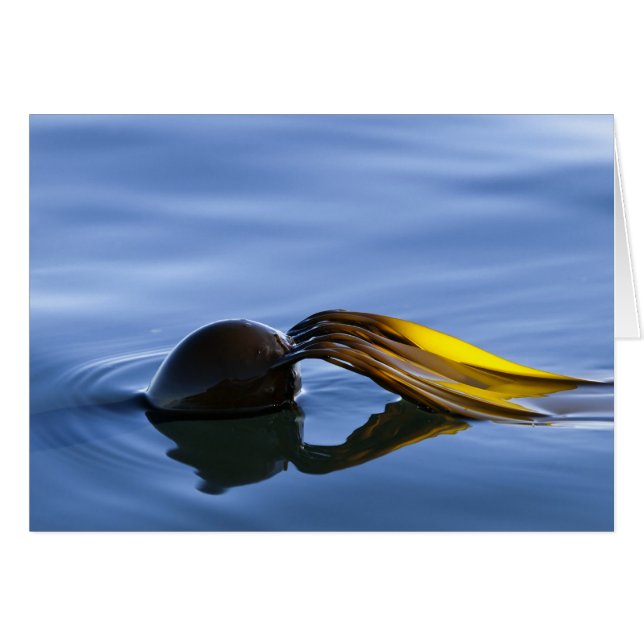 Golden Fronds (Voorkant Horizontaal)