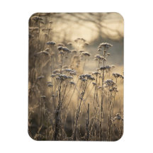 Golden Frosty Morning Vlaams platteland