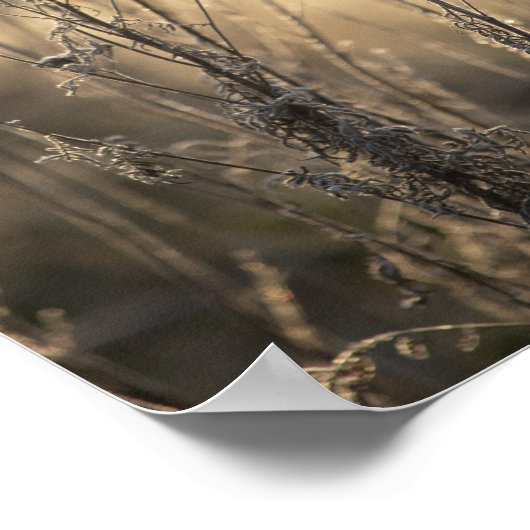 Golden Frosty Morning Vlaams platteland Poster (Hoek)