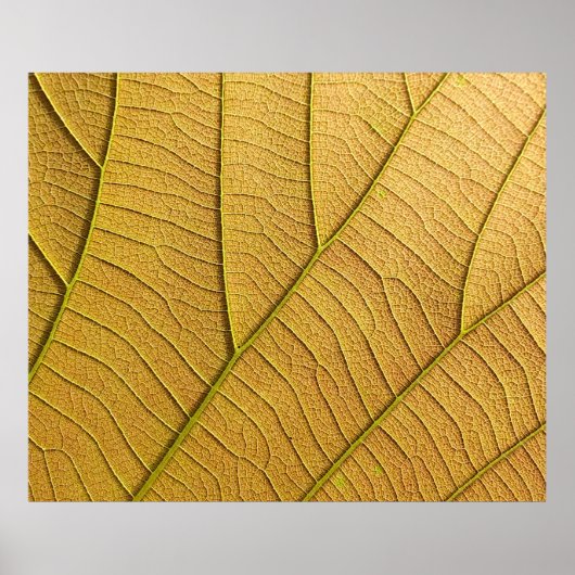 Golden geel bladpatroon in de ochtend. poster (Voorkant)