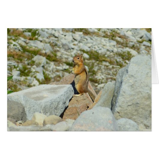 Golden gesloopt grondeekhoorn op de berg Rainier (Voorkant Horizontaal)