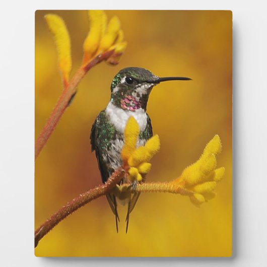 Golden Glow Fotoplaat (Voorkant)