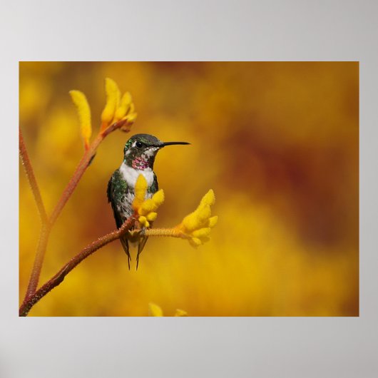 Golden Glow Poster (Voorkant)