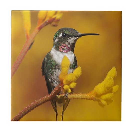 Golden Glow Tegeltje (Voorkant)