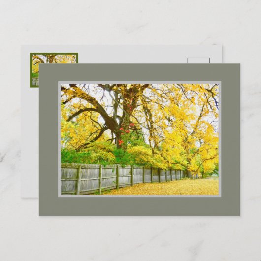 GOLDEN GLOW/TREES EN LEZEN BRIEFKAART (Voorkant / Achterkant)