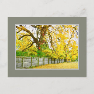 GOLDEN GLOW/TREES EN LEZEN BRIEFKAART