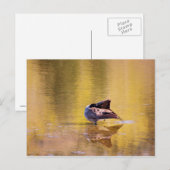 Golden Goose Briefkaart (Voorkant / Achterkant)