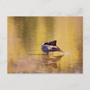 Golden Goose Briefkaart