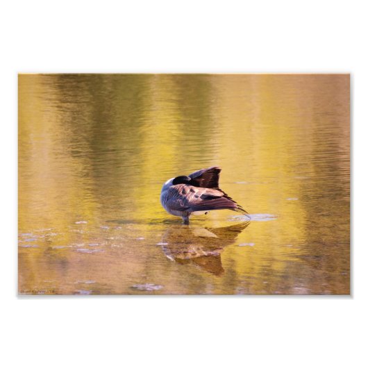 Golden Goose Foto Afdruk (Voorkant)