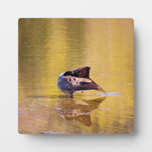 Golden Goose Fotoplaat