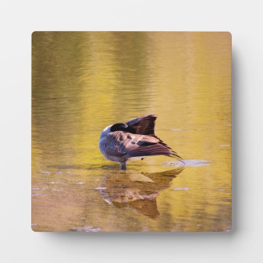 Golden Goose Fotoplaat (Voorkant)