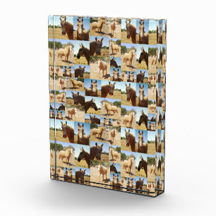 **"Golden Grace: A Palomino Photo Collage"** Fotoblokken