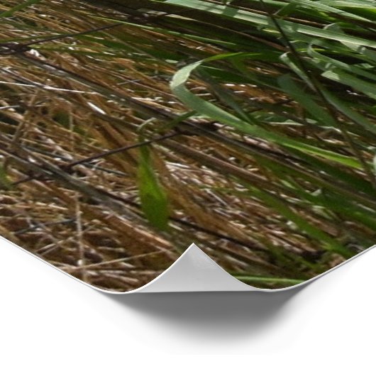 Golden Harvest Poster (Hoek)