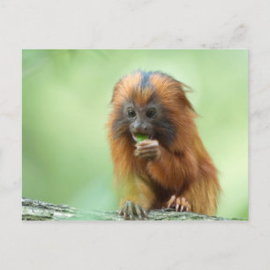 Golden Head Youngster Briefkaart