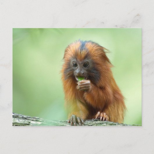 Golden Head Youngster Briefkaart (Voorkant)