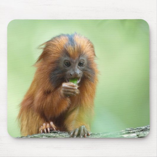 Golden Head Youngster Muismat (Voorkant)