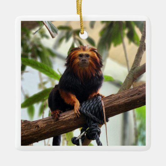 Golden Headed Lion Tamarin III Keramisch Ornament (Voorkant)