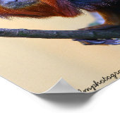 Golden Headed Lion Tamarin Poster (Hoek)