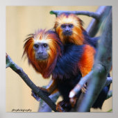 Golden Headed Lion Tamarin Poster (Voorkant)