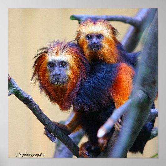 Golden Headed Lion Tamarin Poster (Voorkant)