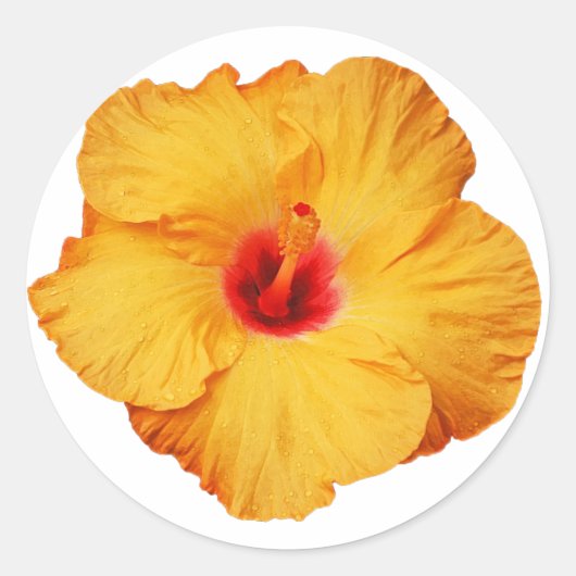 Golden hibiscus ronde sticker (Voorkant)