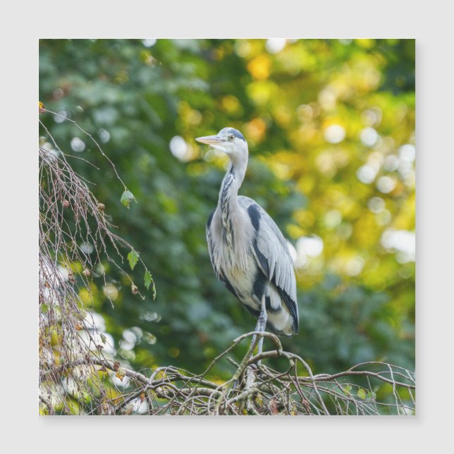 Golden Hour Grey Heron (Voorkant)