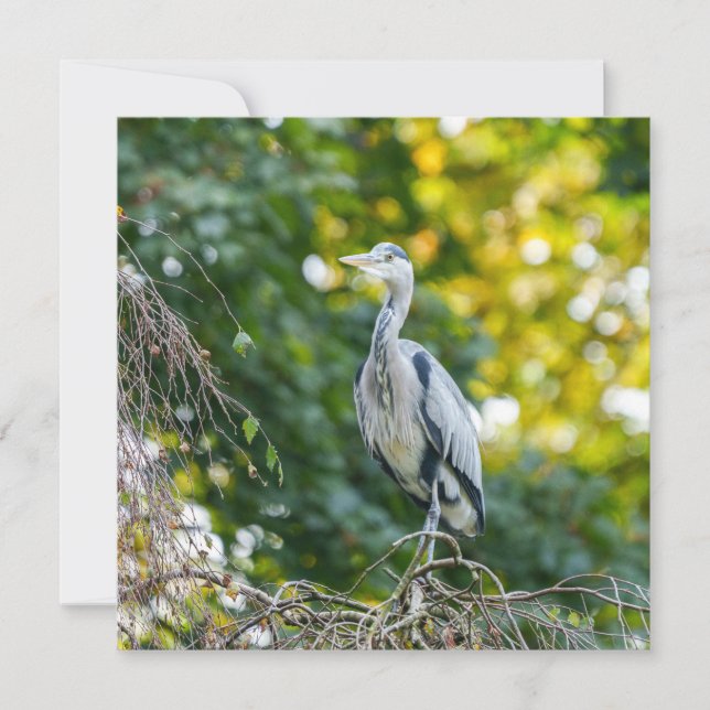 Golden Hour Grey Heron (Voorkant)