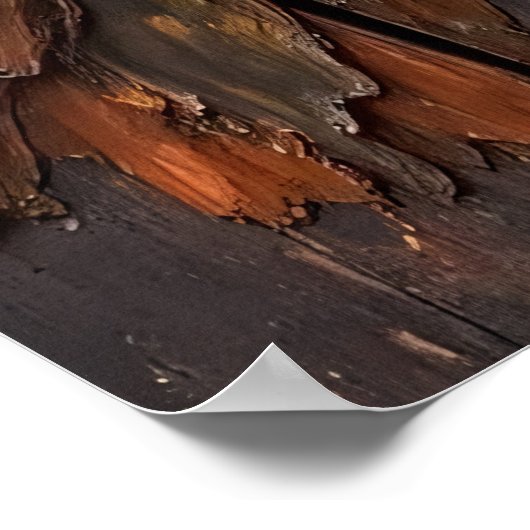 Golden Hour Guardian: Wasbeer met uitzicht op de v Poster (Hoek)