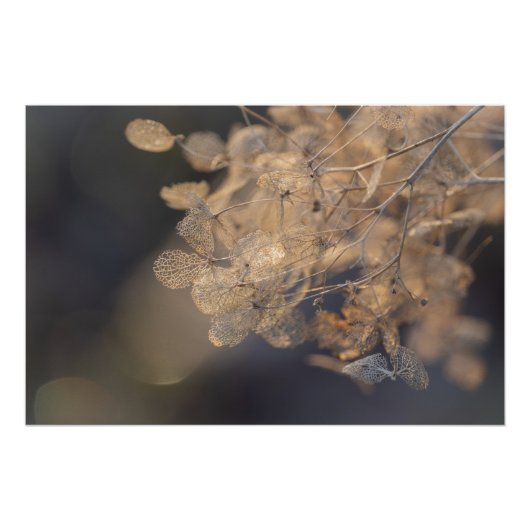 Golden Hydrangea Bloemen Winter Perfect Poster (Voorkant)