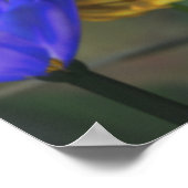 Golden Jubilee Print (Hoek)