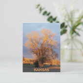 Golden Kansas Cottonwood Tree Briefkaart (Staand voorkant)