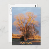 Golden Kansas Cottonwood Tree Briefkaart (Voorkant / Achterkant)