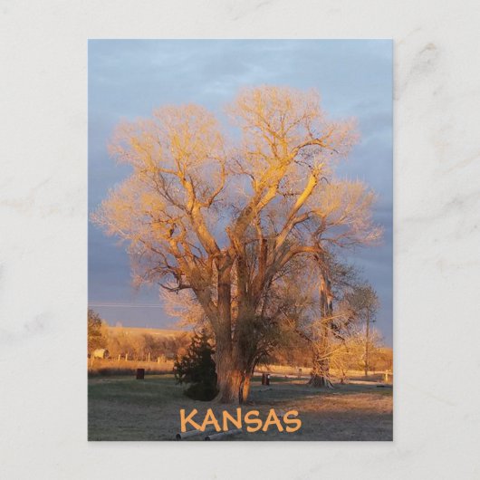 Golden Kansas Cottonwood Tree Briefkaart (Voorkant)