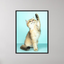 Golden Kitten bereiken voor de hemel Canvas Afdruk