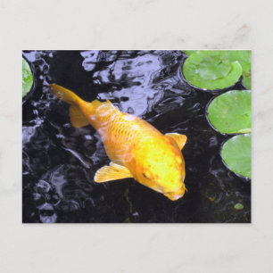 Golden Koi Fish Photo Briefkaart