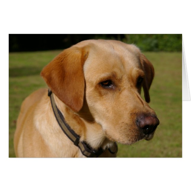 Golden Labrador (Voorkant Horizontaal)