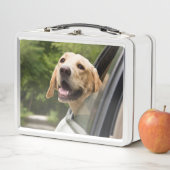 Golden Labrador in Rearview Mirror (In situ)