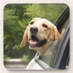 Golden Labrador in Rearview Mirror Bier Onderzetter