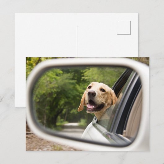 Golden Labrador in Rearview Mirror Briefkaart (Voorkant / Achterkant)