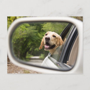 Golden Labrador in Rearview Mirror Briefkaart