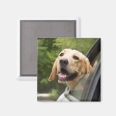 Golden Labrador in Rearview Mirror Magneet (Voorkant / Achterkant)
