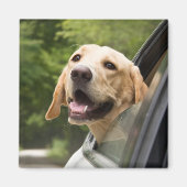 Golden Labrador in Rearview Mirror Magneet (Voorkant)
