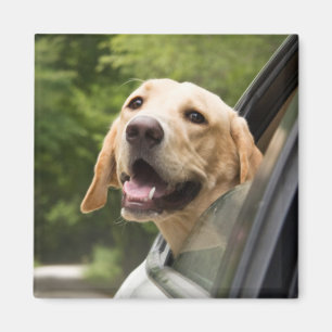 Golden Labrador in Rearview Mirror Magneet