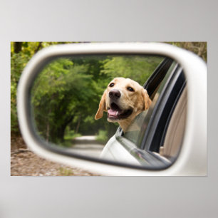 Golden Labrador in Rearview Mirror Poster